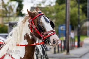 horseandcart_spinarts_holmewood_tyersal_Bradford_032