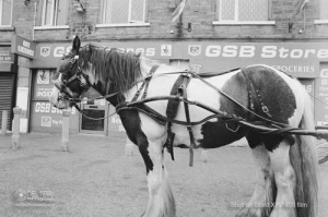 horseandcart_spinarts_Bradford_Ilfordxp2film_019