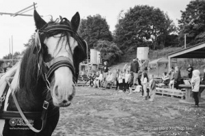 horseandcart_spinarts_Bradford_Ilfordxp2film_023