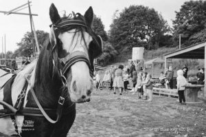 horseandcart_spinarts_Bradford_Ilfordxp2film_024