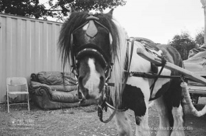 horseandcart_spinarts_Bradford_Ilfordxp2film_025