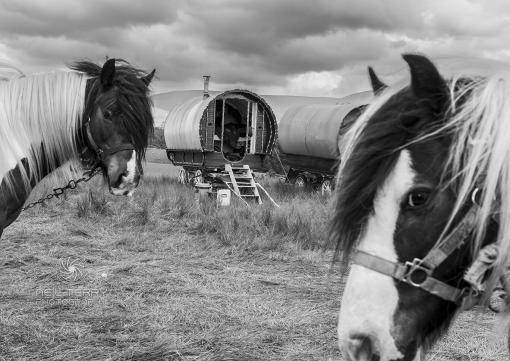 Black and white image of two horses in the foreground of the image with traditional Gypsy caravans in the background